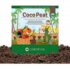 Buy Online Air Purifying Plants